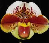 Paph Kevin Wilson