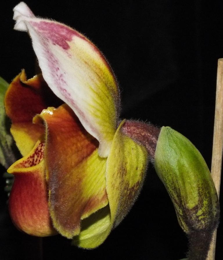 Paphiopedilum Kevin Wilson - photo 2