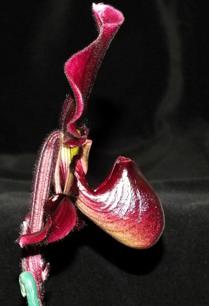 Paphiopedilum Hsinying Wifi - photo 2