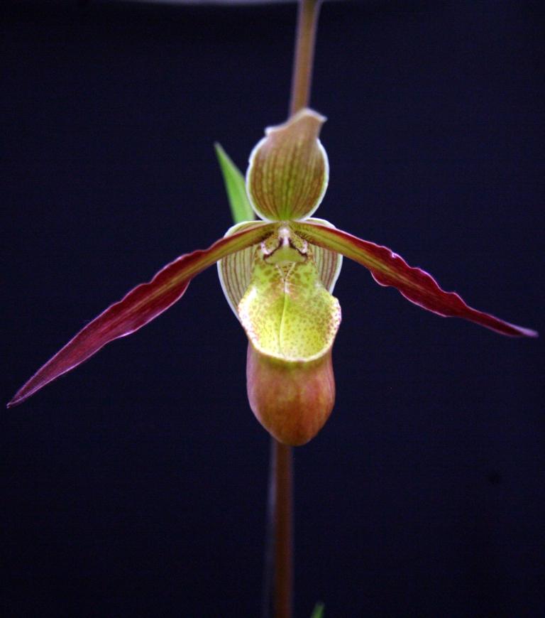 Phragmipedium Sorcerer's Apprentice - HCC/AOC