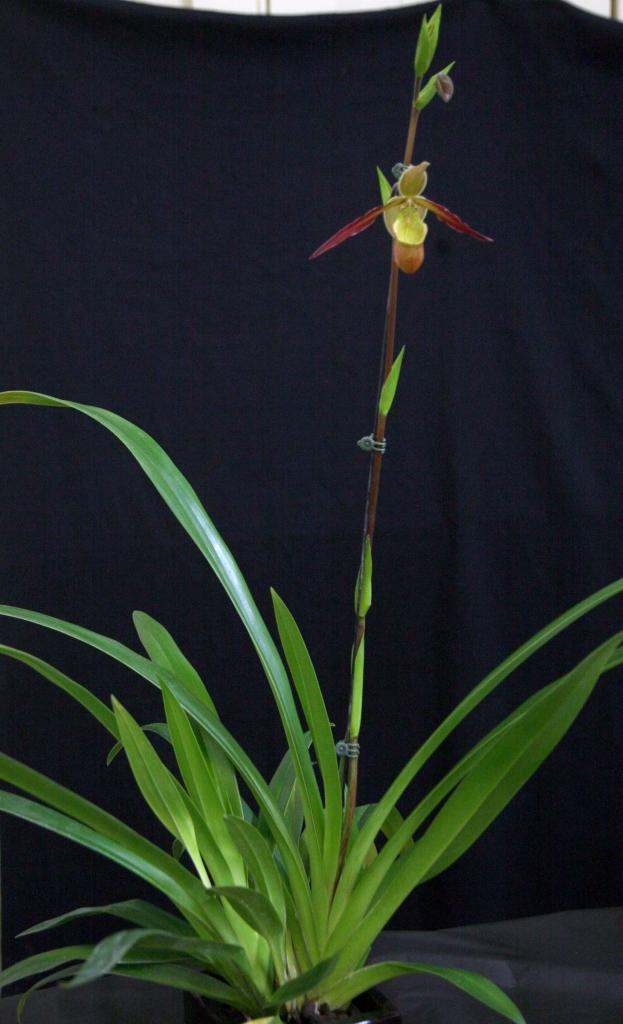 Phragmipedium Sorcerer's Apprentice - photo 2
