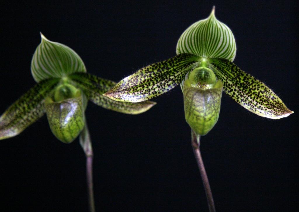 Paphiopedilum wardii - AM/AOC