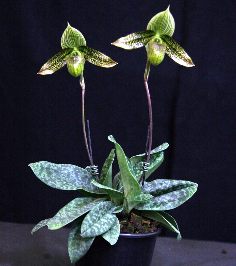 Paphiopedilum wardii - photo 2