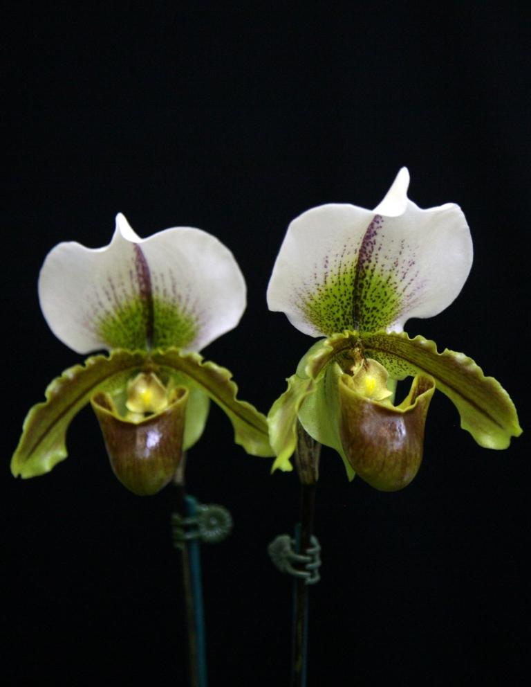 Paphiopedilum Leeanum - HCC/AOC