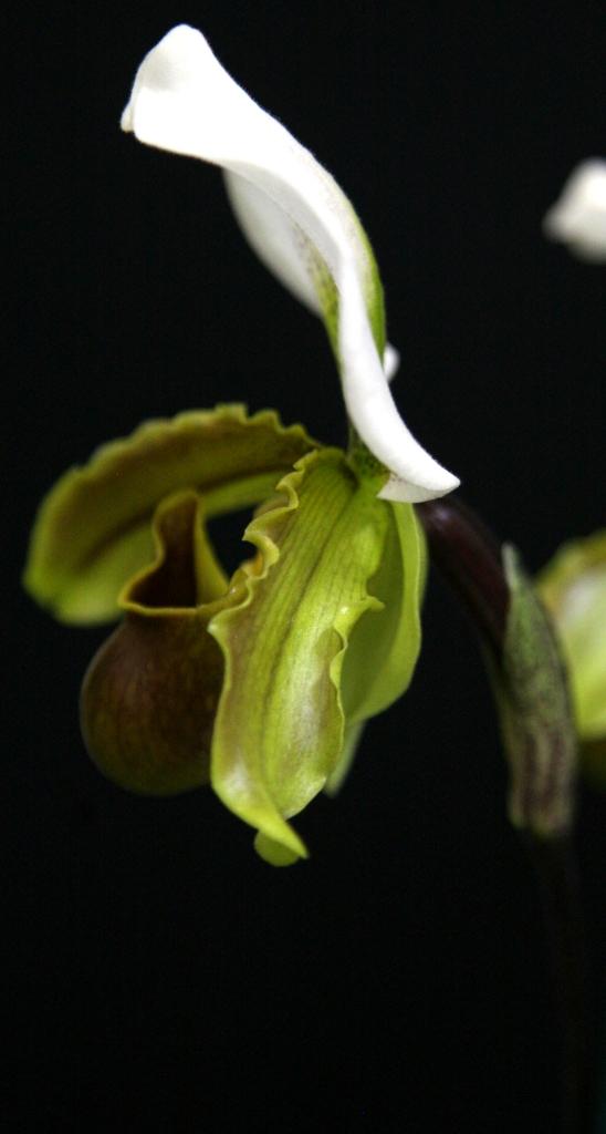 Paphiopedilum Leeanum - photo 2