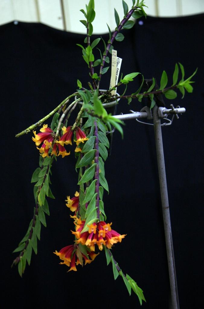 Dendrobium lawesii