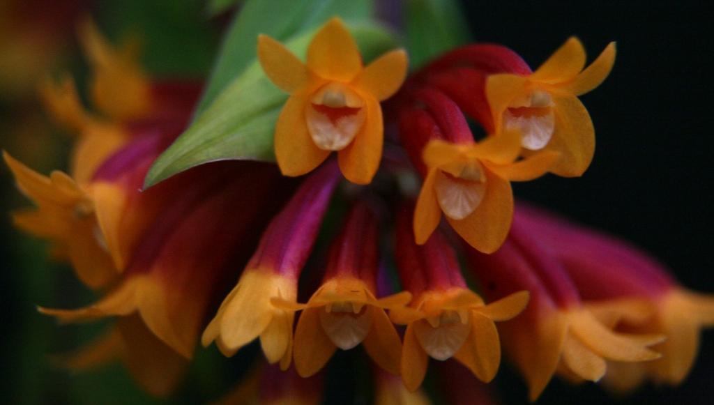 Dendrobium lawesii - photo 2