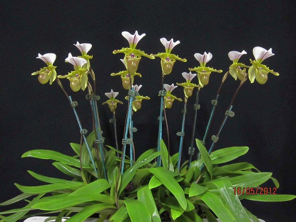 Paphiopedilum spicerianum - photo 2