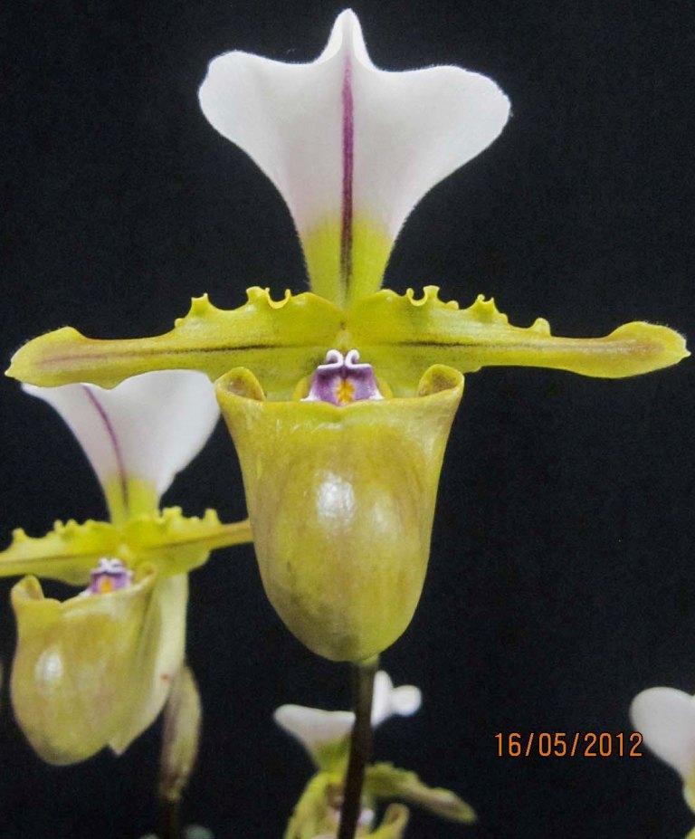 Paphiopedilum spicerianum - photo 2