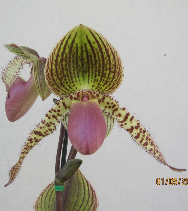 Paphiopedilum Vanguard