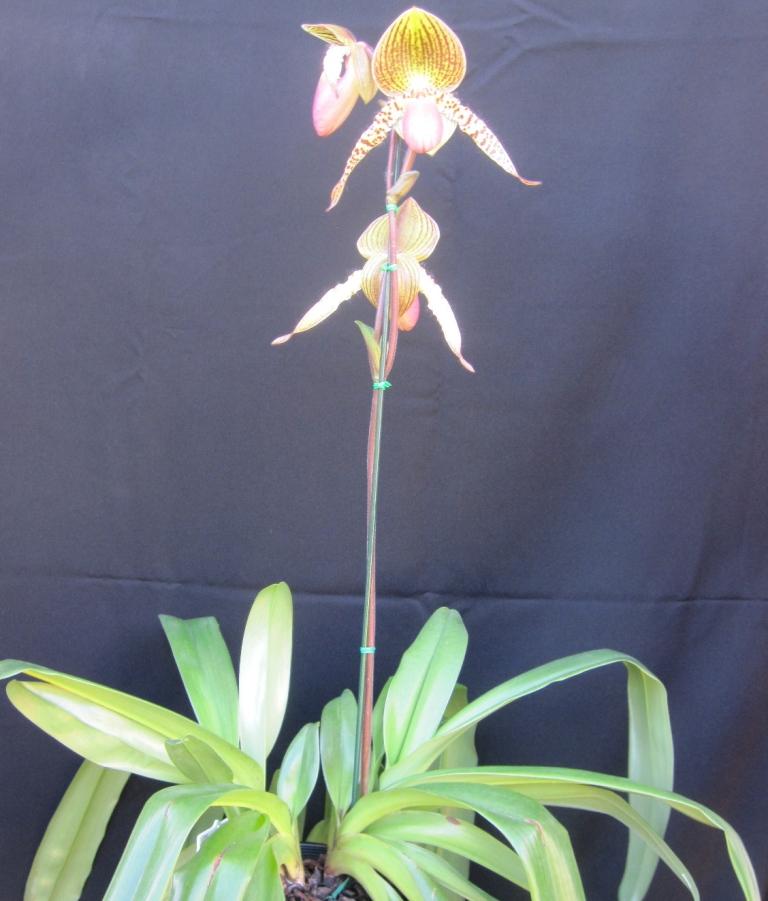 Paphiopedilum Vanguard - photo 2