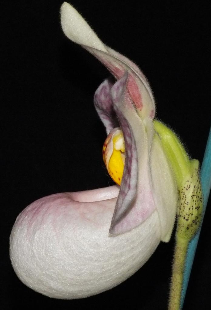 Paphiopedilum Lola Bird - photo 2