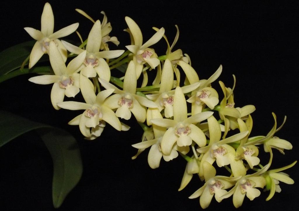Dendrobium Aussie's Limelight - photo 2