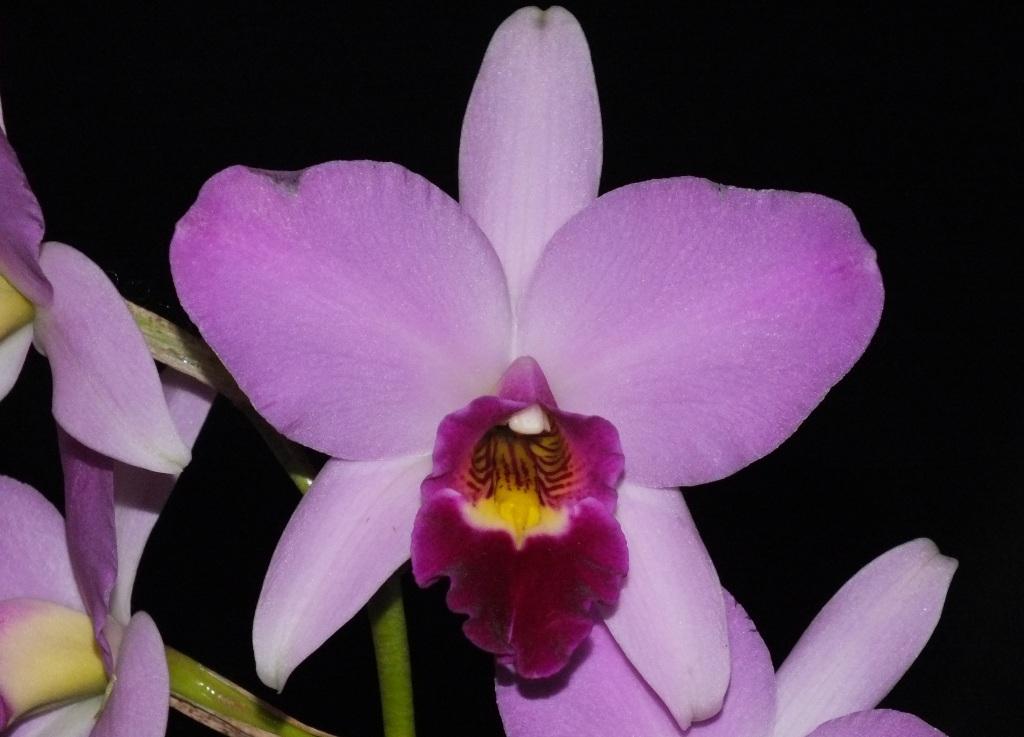 Laelia anceps subsp. anceps - HCC/AOC