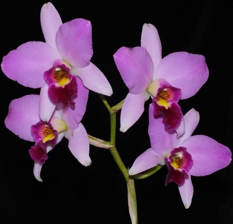 Laelia anceps subsp. anceps - photo 2