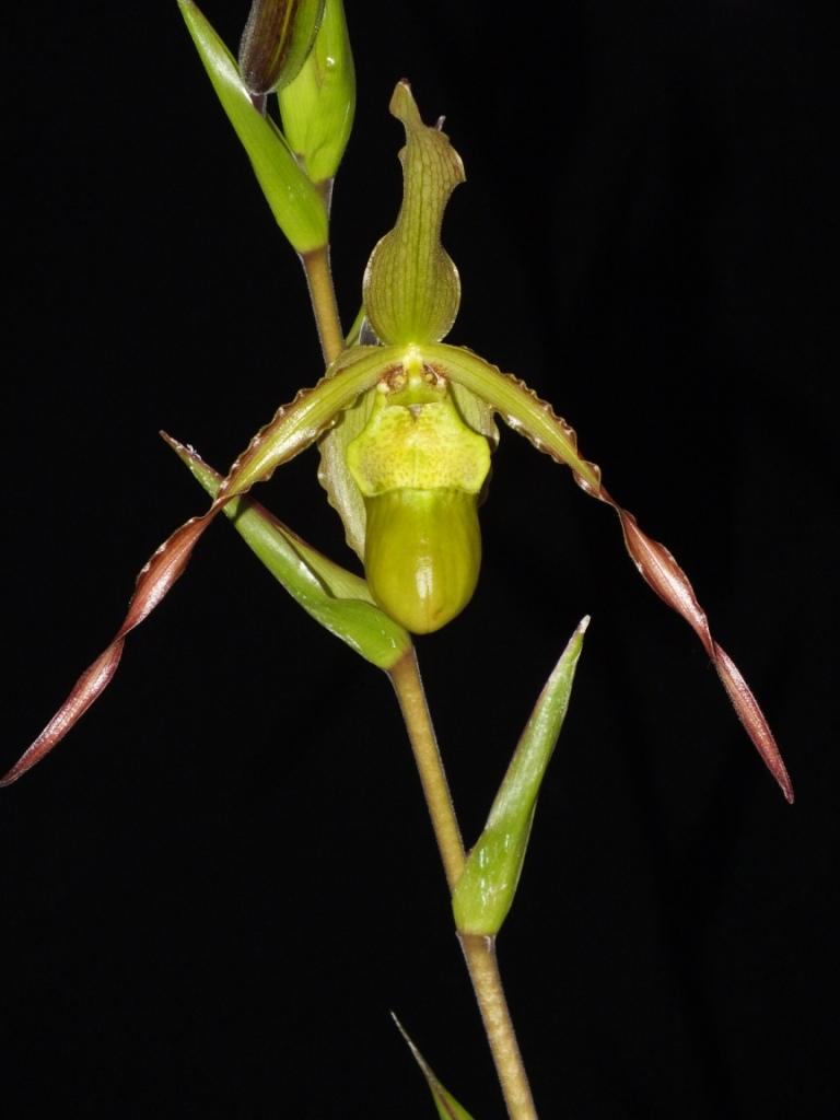 Phragmipedium Praying Mantis - HCC/AOC