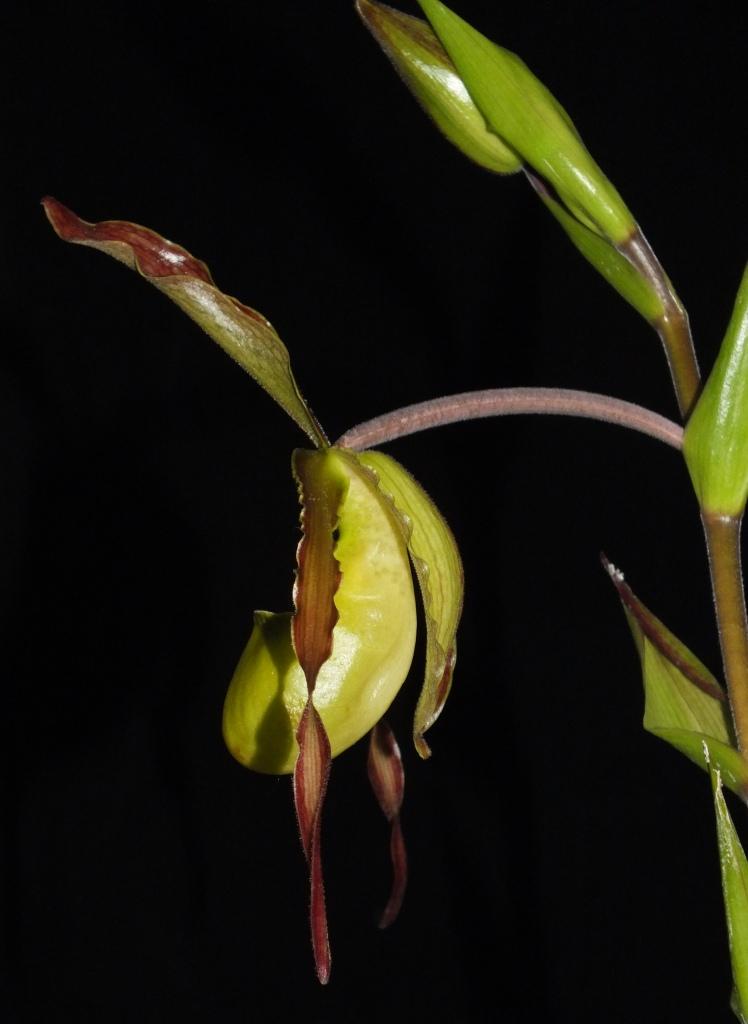 Phragmipedium Praying Mantis - photo 2