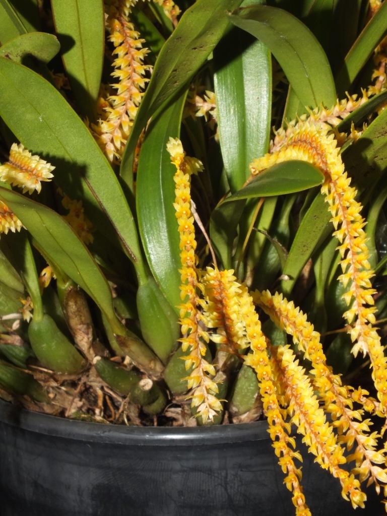 Coelogyne pulcherrima