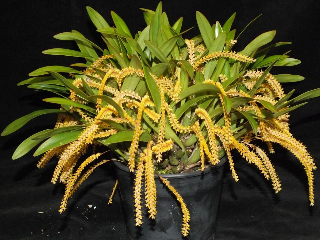 Coelogyne pulcherrima - photo 2