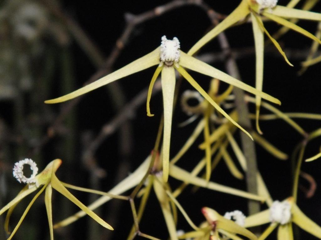 Dendrobium teretifolium var. fasciculatum - HCC/AOC