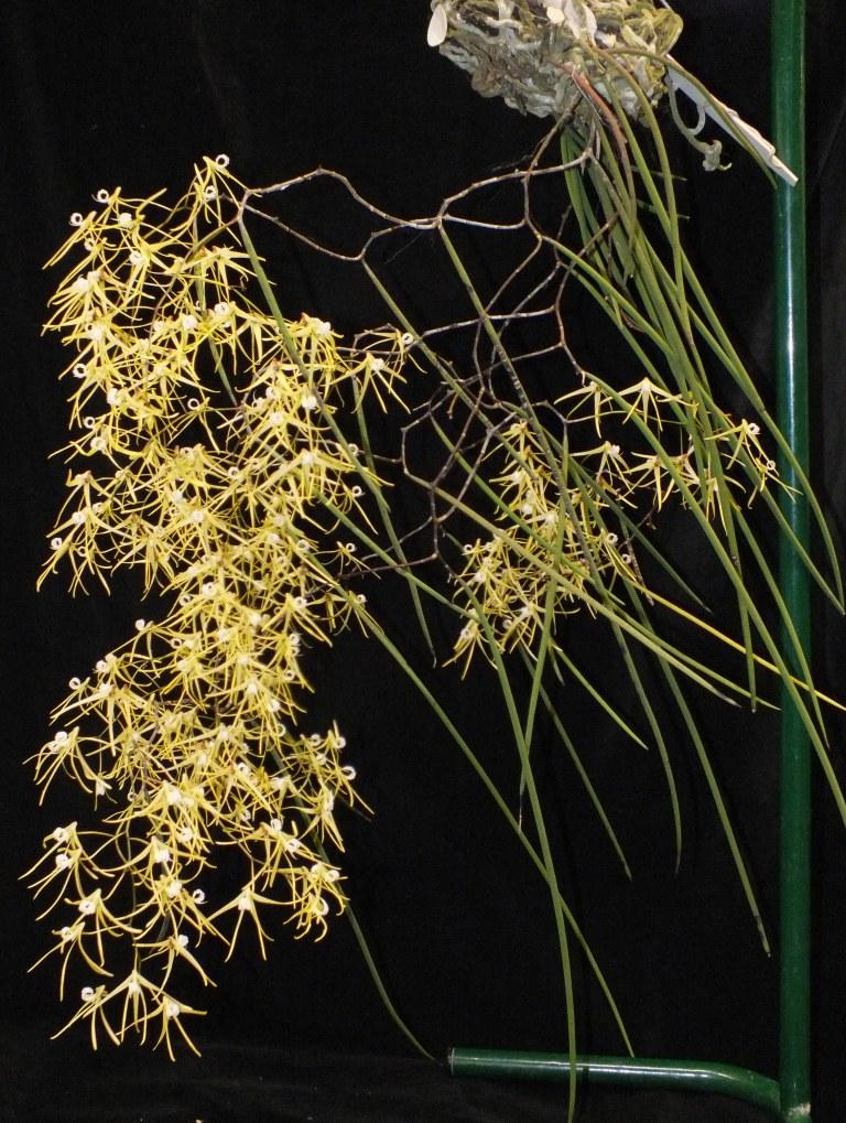 Dendrobium teretifolium var. fasciculatum - photo 2
