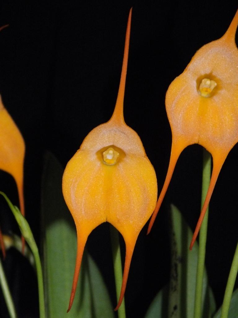 Masdevallia Golden Monarch - AM/AOC