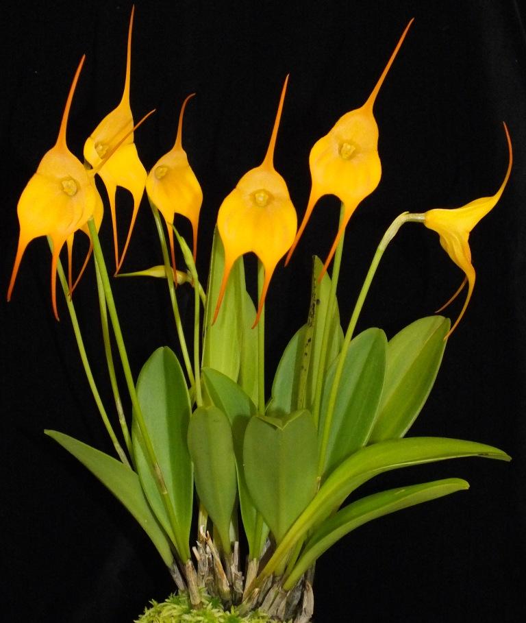 Masdevallia Golden Monarch - photo 2