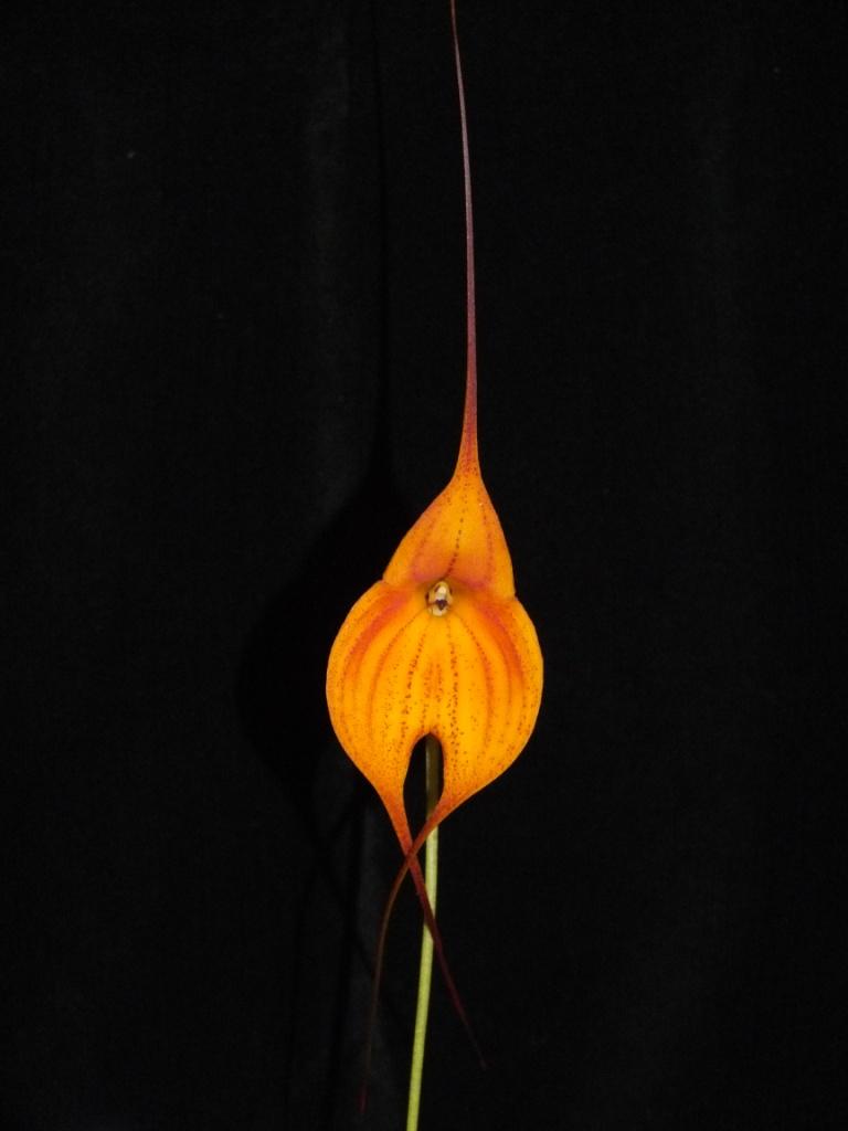Masdevallia Midas Touch