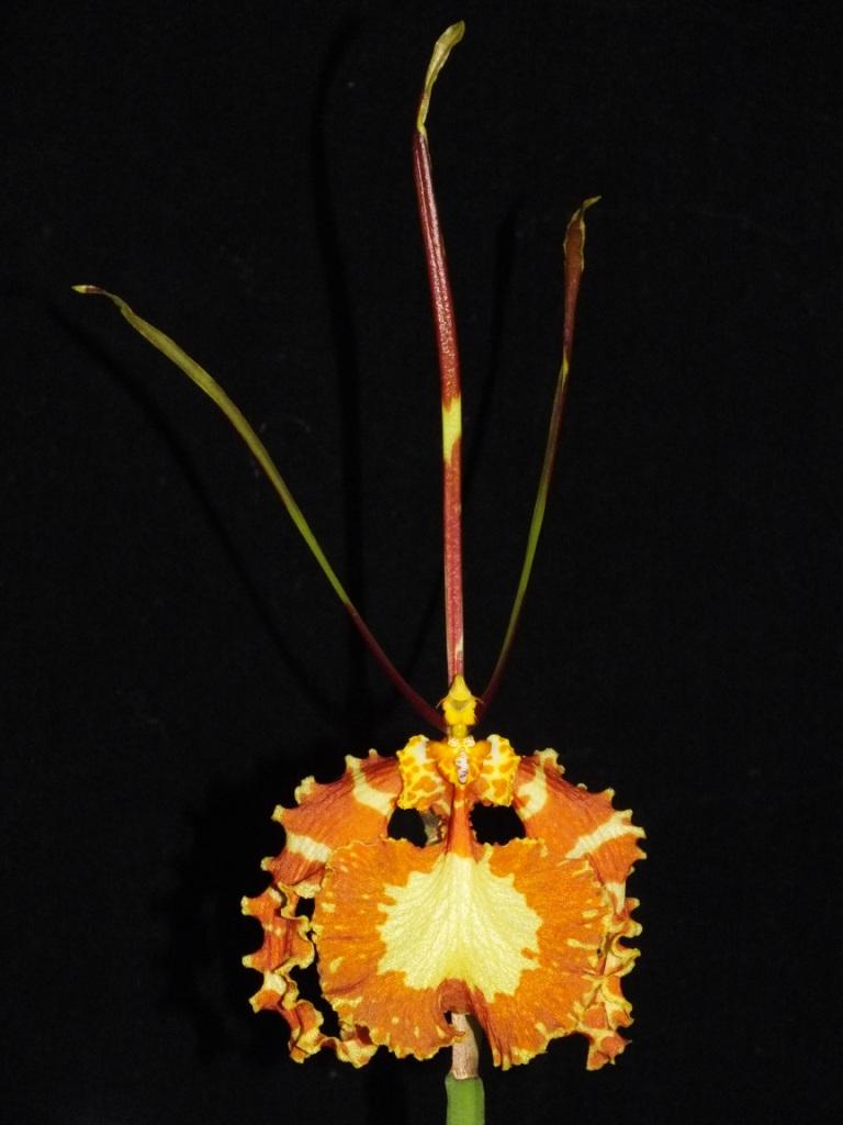 Psychopsis papilio - HCC/AOC