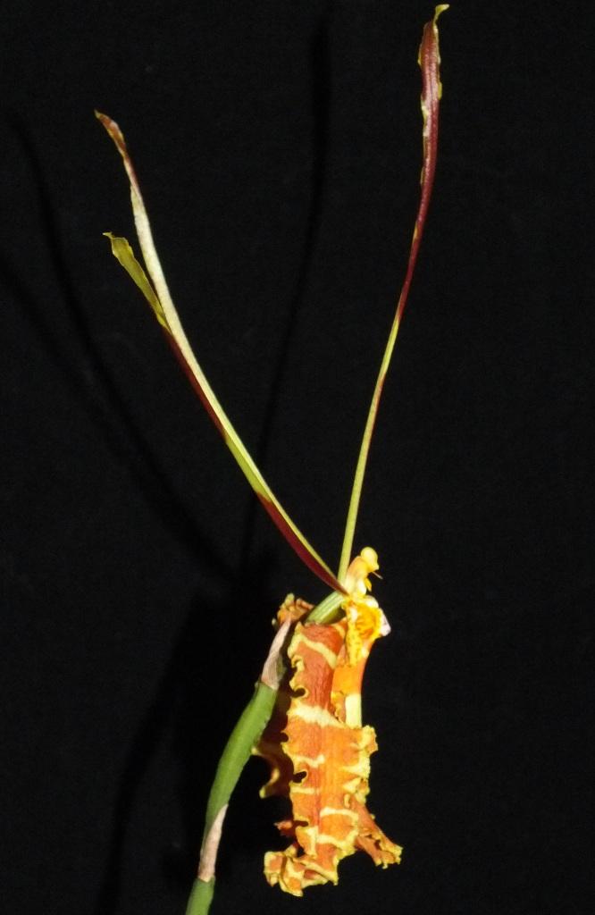 Psychopsis papilio - photo 2