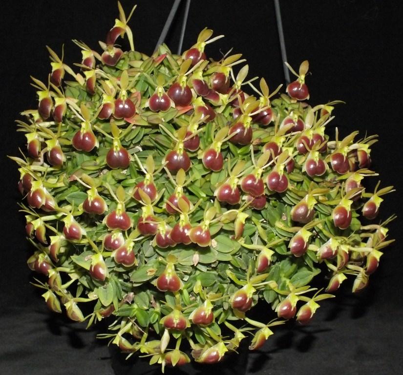 Epidendrum peperomia