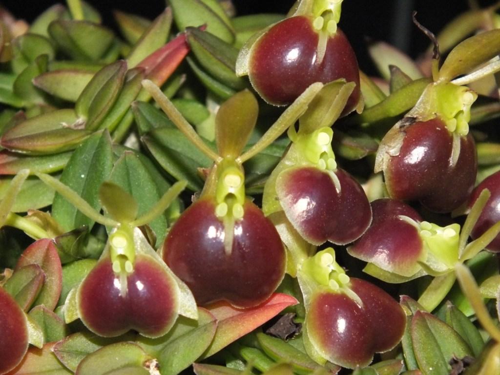 Epidendrum peperomia - photo 2