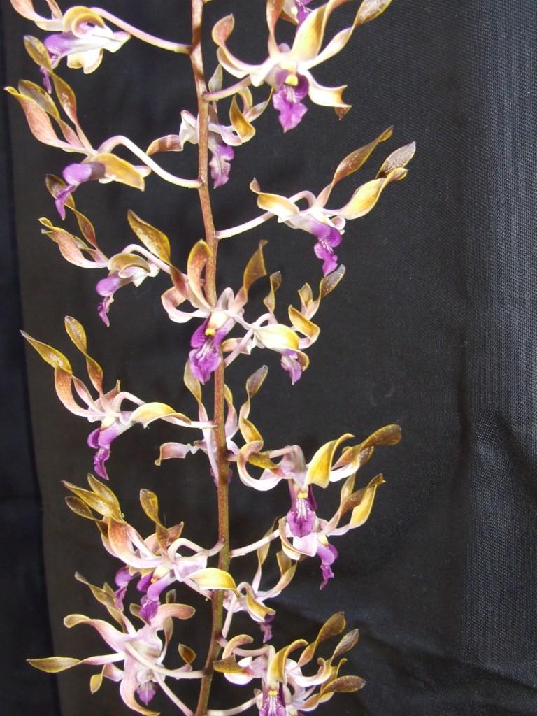Dendrobium Alice's Rainbow - photo 2