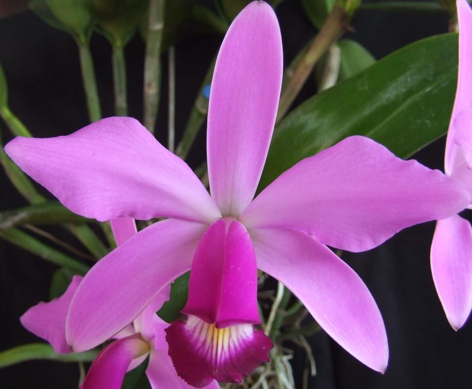 Cattleya violacea