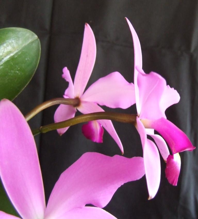 Cattleya violacea - photo 2