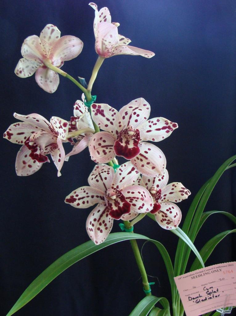 Cymbidium Darch Splat - photo 2
