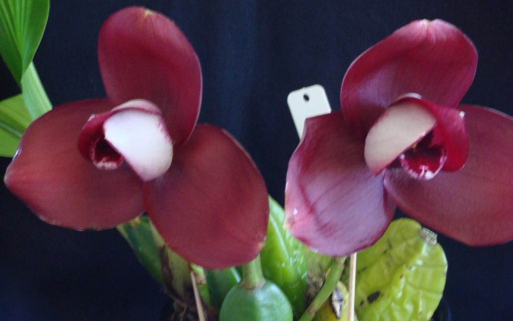 Lycaste Abou Sunset - photo 2