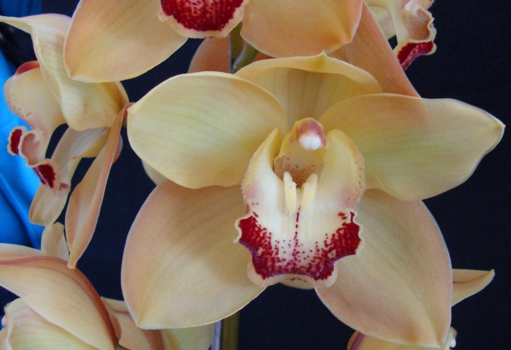 Cym Memoria Ken Thomas