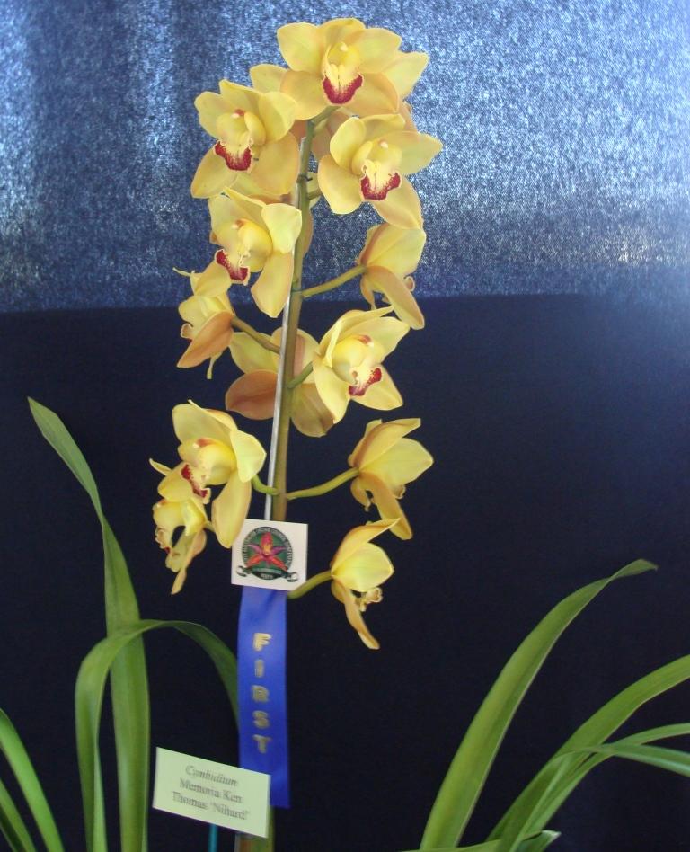 Cymbidium Memoria Ken Thomas - photo 2