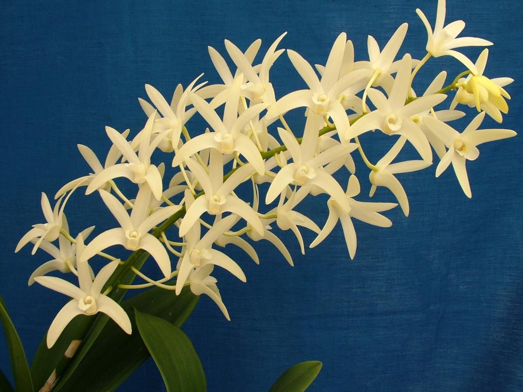 Dendrobium Greta Snow - photo 2