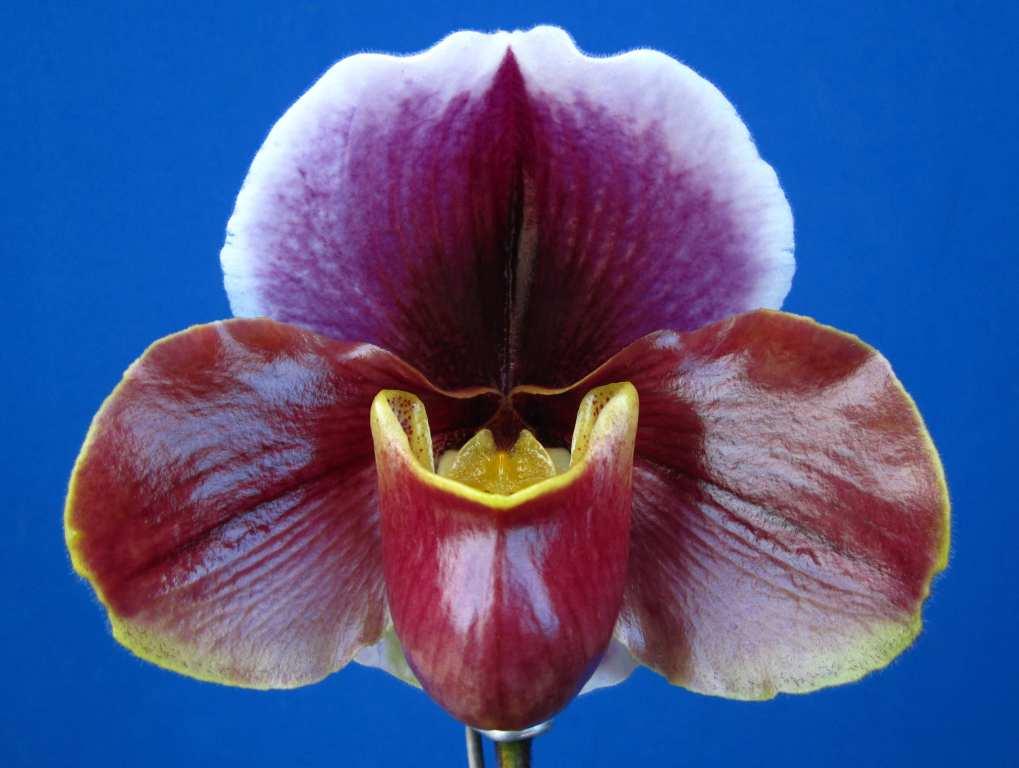 Paphiopedilum Lamourose