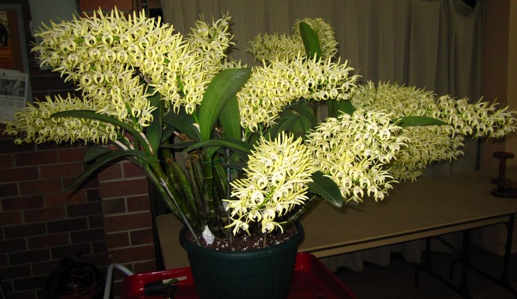 Dendrobium speciosum var. curvicaule