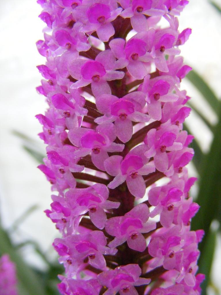 Arpophyllum giganteum subsp. alpinum - HCC/AOC