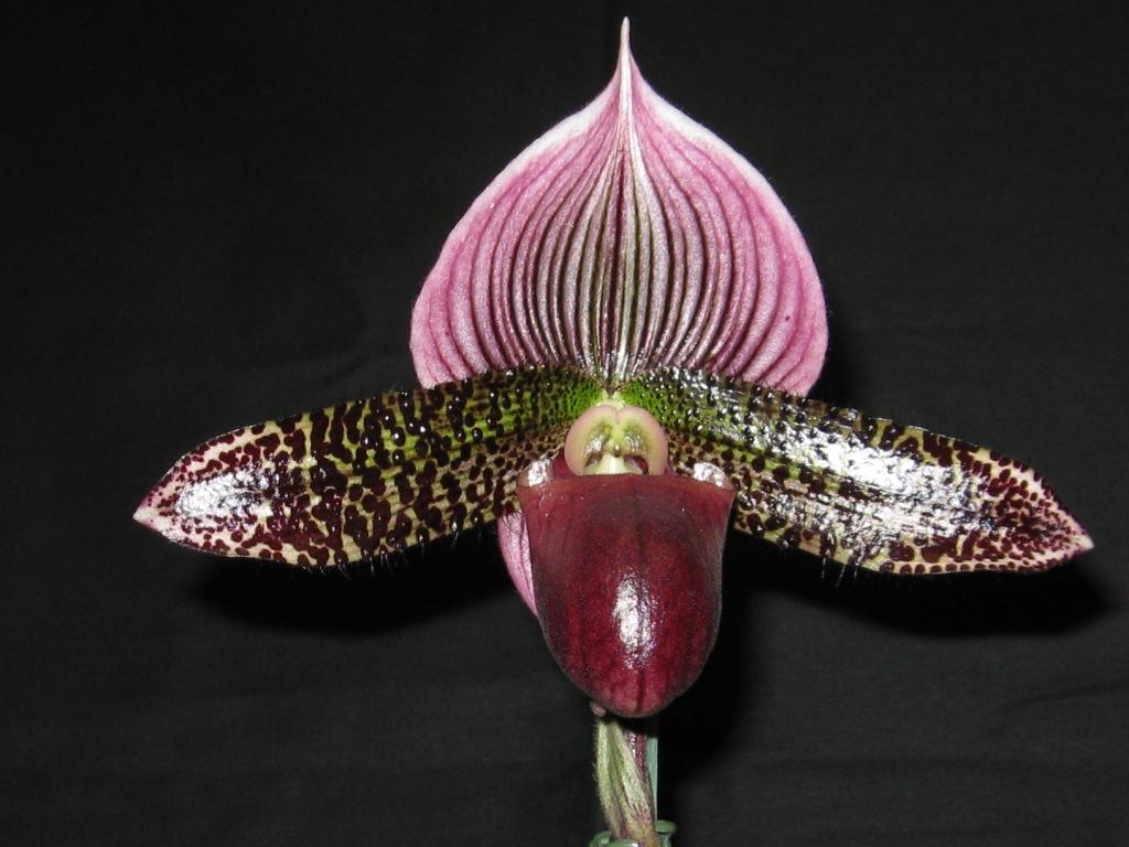 Paphiopedilum Macabre Chant