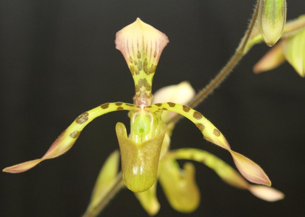 Paphiopedilum haynaldianum