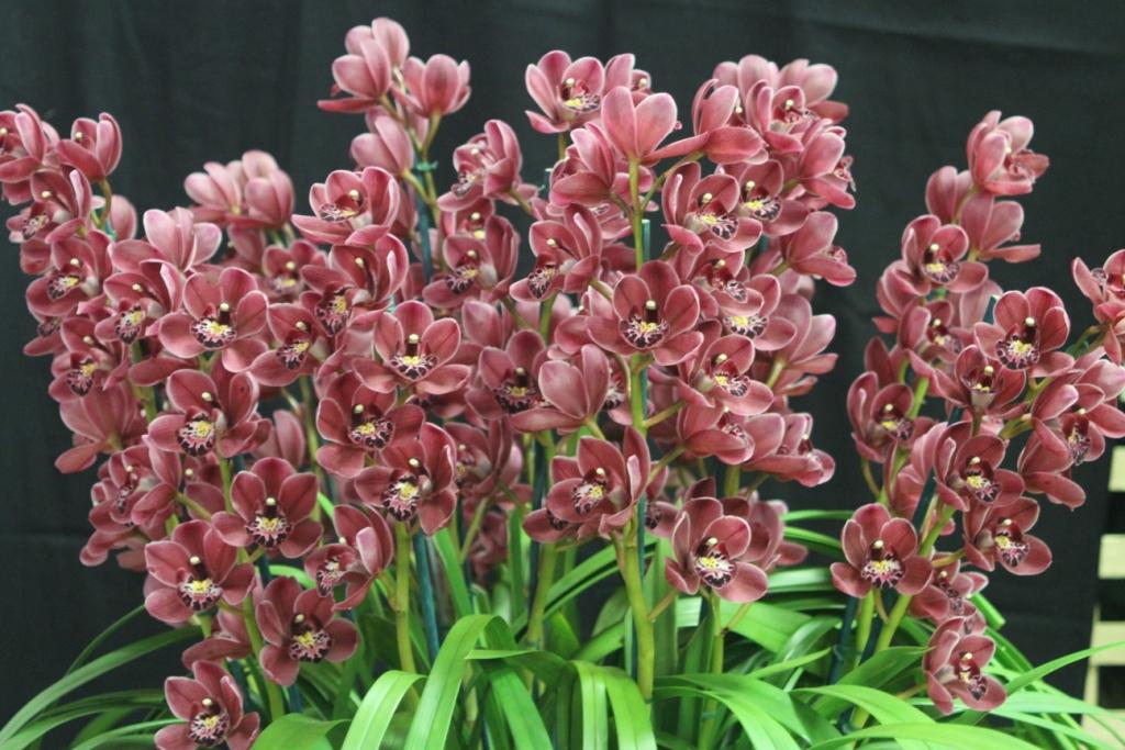 Cymbidium Peggy Foo - photo 2