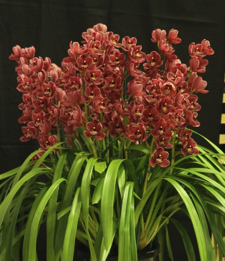 Cymbidium Peggy Foo - photo 2