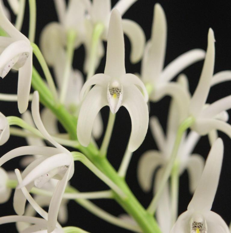 Dendrobium speciosum var. speciosum