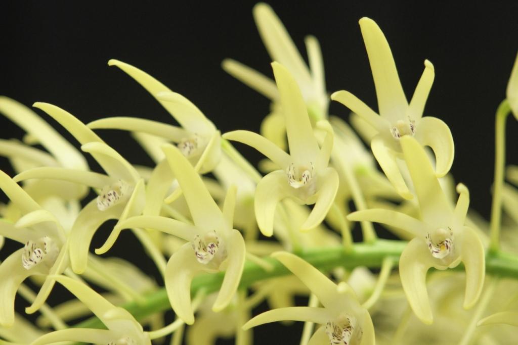 Dendrobium speciosum 'Noel's Best'