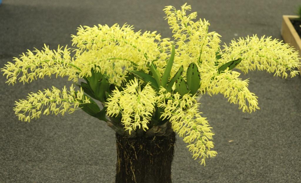 Dendrobium speciosum 'Noel's Best'